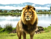 3-Day Maasai Mara Camping Safari 10