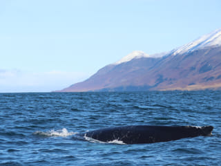 Akureyri Express Whales & Eyjafjord, photo 19