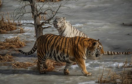 Sunderban Mangrove Wilderness Tour from Kolkata