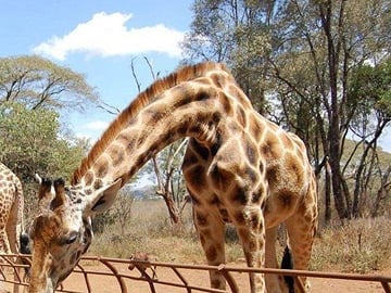 David Sheldrick Orphanage and Giraffe Center Full-Day Tour from Nairobi