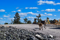Trip to Pyhä-Luosto National Park and Amethyst Mine - Rovaniemi 10
