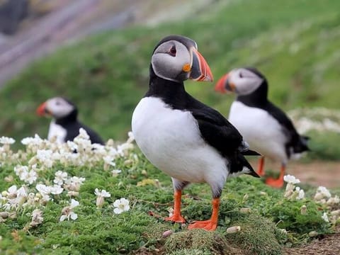 Private Tour to Westman Islands with Extra Waterfall Visit, photo 2