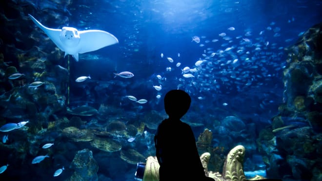 Istanbul: Aquarium Ticket with Shuttle Transfers photo 5