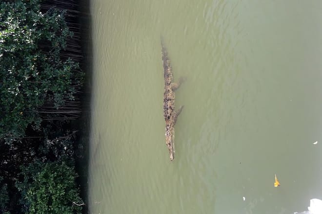 A Friendly Crocodile