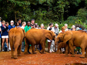 Day Tour: Giraffe Center and David Sheldrick Elephant Orphanage from Nairobi 3