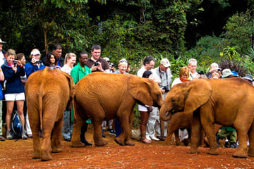Day Tour: Giraffe Center and David Sheldrick Elephant Orphanage from Nairobi