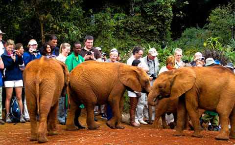 Giraffe Center and David Sheldrick Elephant Orphanage Tour in Nairobi