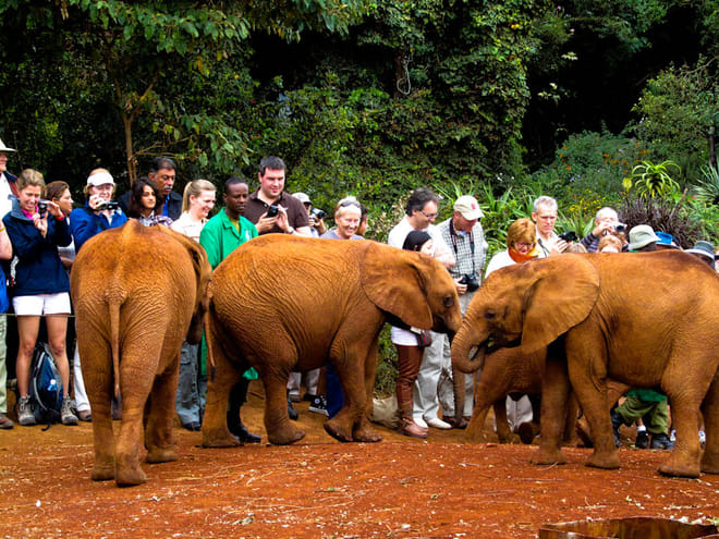 Day Tour: Giraffe Center and David Sheldrick Elephant Orphanage from Nairobi 3