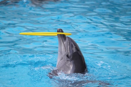 Dolphin Show & Interactive Swimming Experience in Hurghada