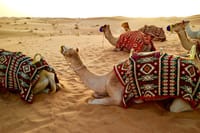 Dubai Premium Desert Safari 8
