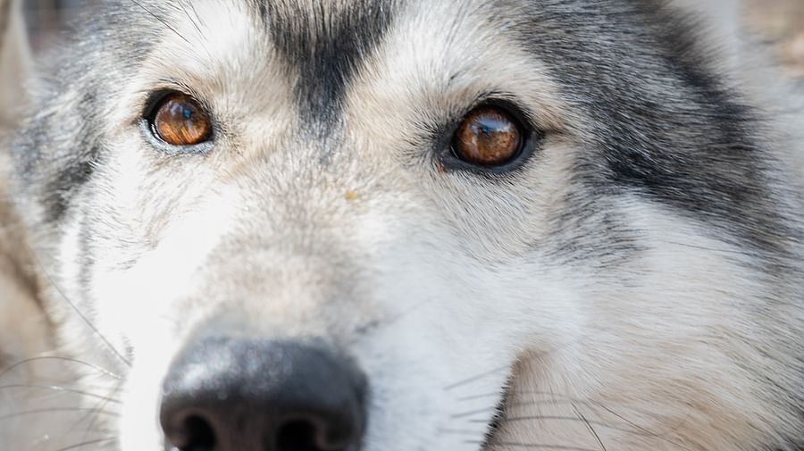 Husky Park visit, guided tour, Siberian Husky, Rovaniemi Lapland