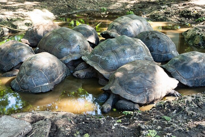 Prison Island and Giant Tortoises Half Day Local Boat Trip 2