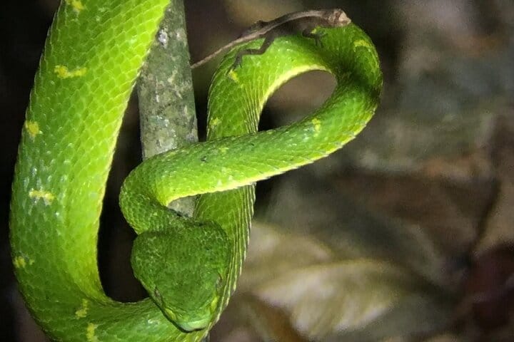 Night Walk Tour Monteverde