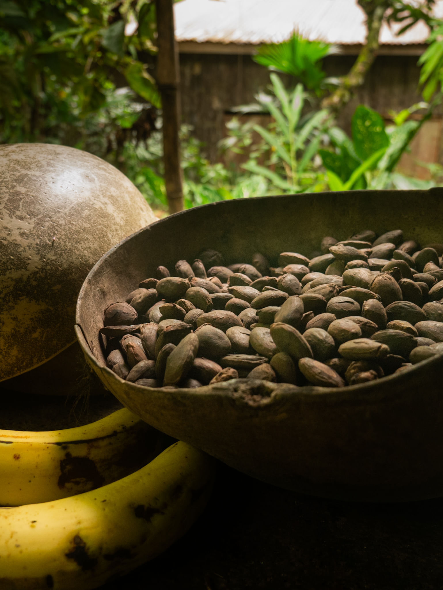 Raw-cacao-beans-used-in-traditional-Bribri-chocolate-making-in-Costa-Rica