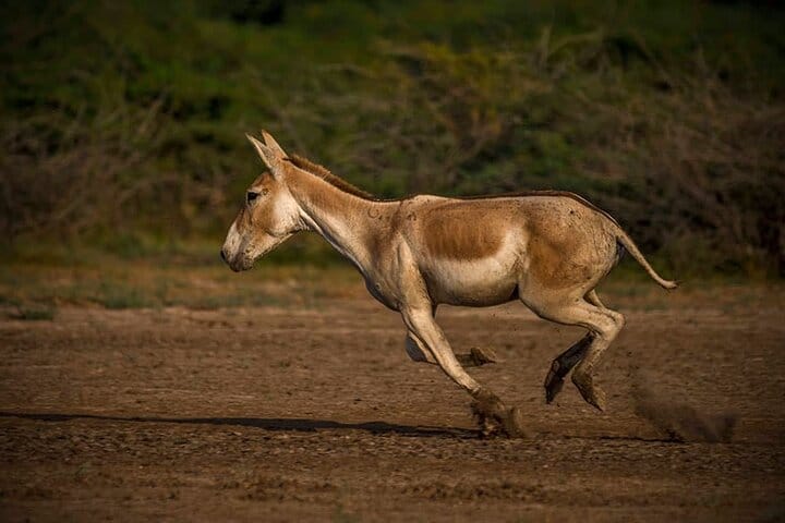 Ahmedabad, Little Rann Of Kutch & Rajkot Tour