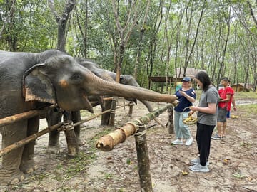From Phuket to Khao Lak Elephant Sanctuary Half-Day Tour with Lunch