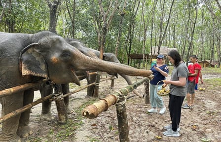 From Phuket to Khao Lak Elephant Sanctuary Half-Day Tour with Lunch