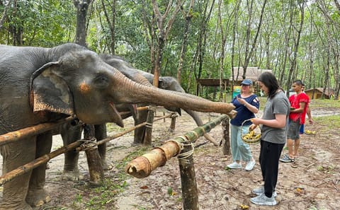 From Phuket to Khao Lak Elephant Sanctuary Half-Day Tour with Lunch