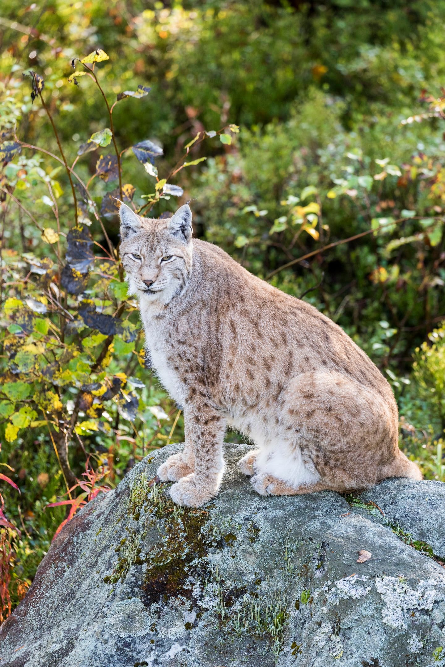 A lynx in the Ranua Wildlife Zoo Park, part of StayLapland’s Summer Visit in Rovaniemi.