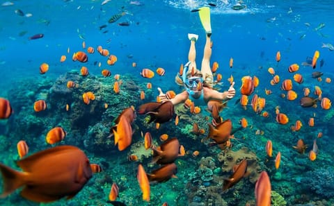 Full Day Snorkeling Trip to Marsa Mubarak from Marsa Alam