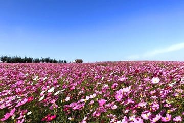 Private Day Tour to Anseong Farm Land and Gwangmyeong Cave