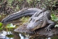 Everglades Airboat Experience – Wildlife & Wetlands 4