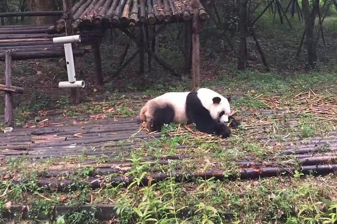 Private Chengdu Panda Base Day Tour by Round-way Flight from Guangzhou 10