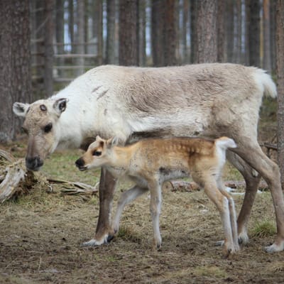 A Night in the Pasture with Baby Reindeer & Their Mothers - Image 3