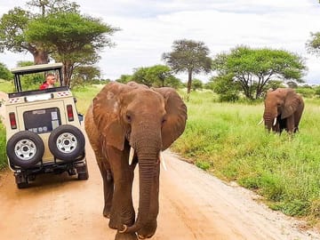 Luxury 4-Day Wildlife Safari in Nairobi, Kenya