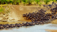 5 Days Wildebeest Migration Flying Safari  1