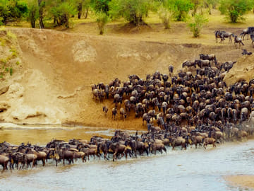 5 Days Wildebeest Migration Flying Safari