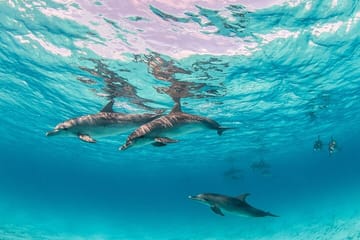Snorkeling Tour at Dolphin House in Hurghada, Egypt