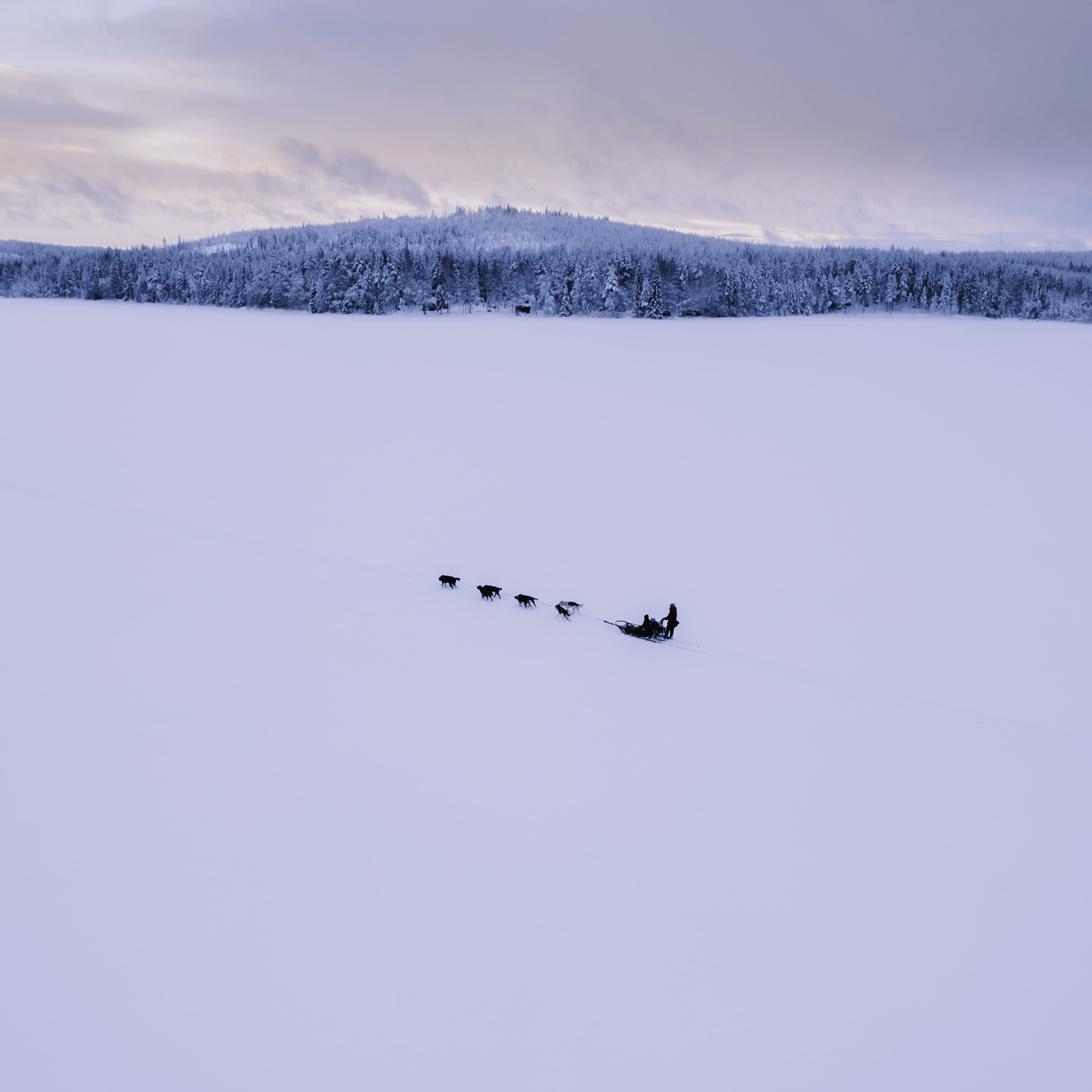 A self-driving husky sled ride through the snow-covered fields in Rovaniemi with StayLapland.