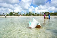 Seaweed farming