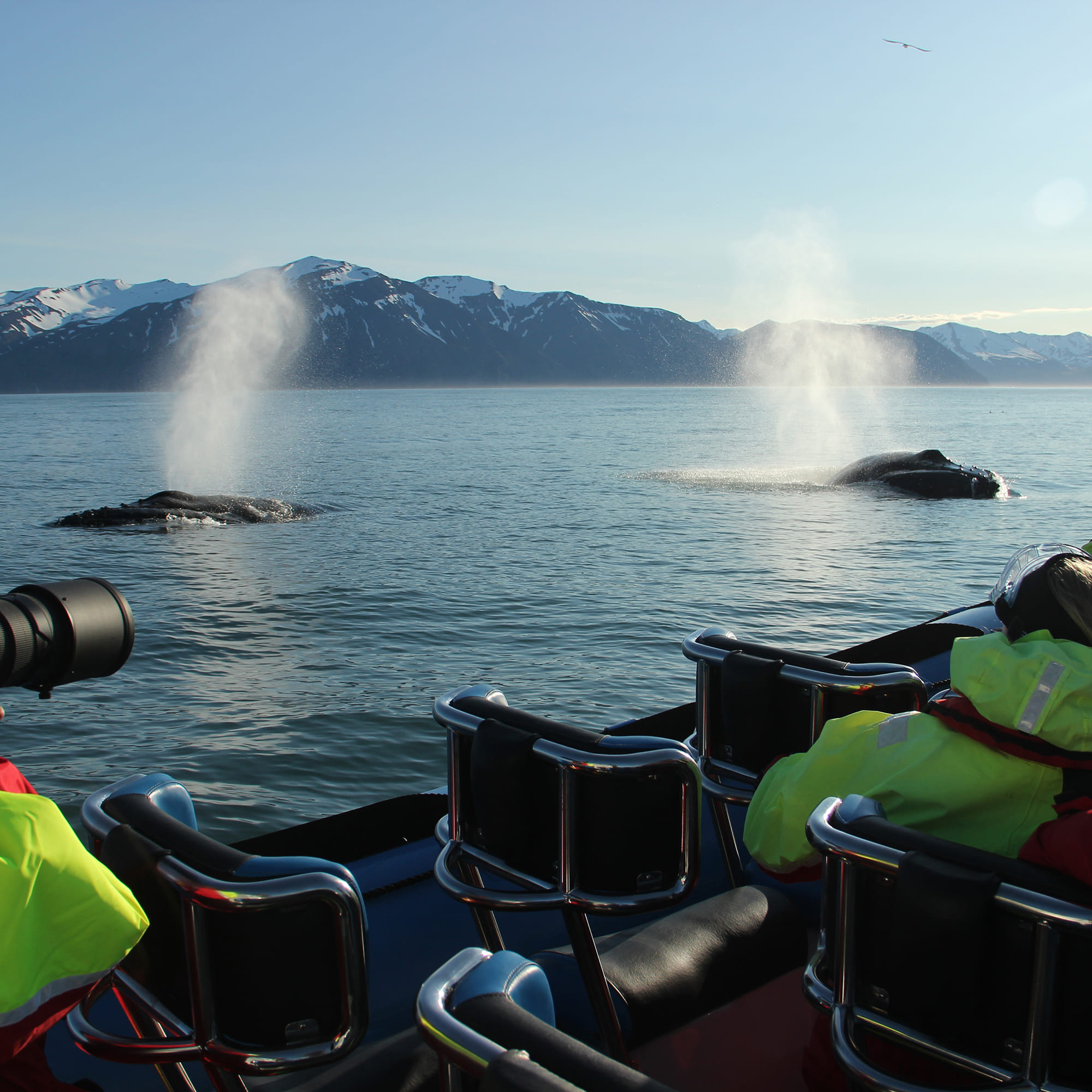 Gentle Giants Whale Watching from Husavik, Iceland - GG2 Big Whale Safari and Puffins with a local Family Company