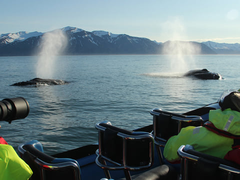 Gentle Giants Whale Watching from Husavik, Iceland - GG2 Big Whale Safari and Puffins with a local Family Company