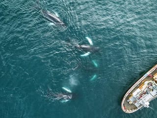 Curious humpbacks close to our boat