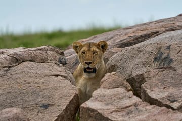3 Days 2 Nights Serengeti and Ngorongoro Conservation Safari