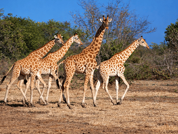 Garamba National Park Savanna Safari Track Kordofan giraffes, elephants, and lions across one of Africa’s oldest parks