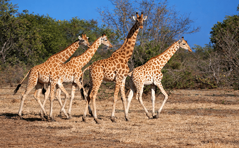 Garamba National Park Savanna Safari Track Kordofan giraffes, elephants, and lions across one of Africa’s oldest parks