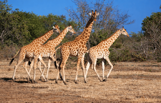 Garamba National Park Savanna Safari Track Kordofan giraffes, elephants, and lions across one of Africa’s oldest parks