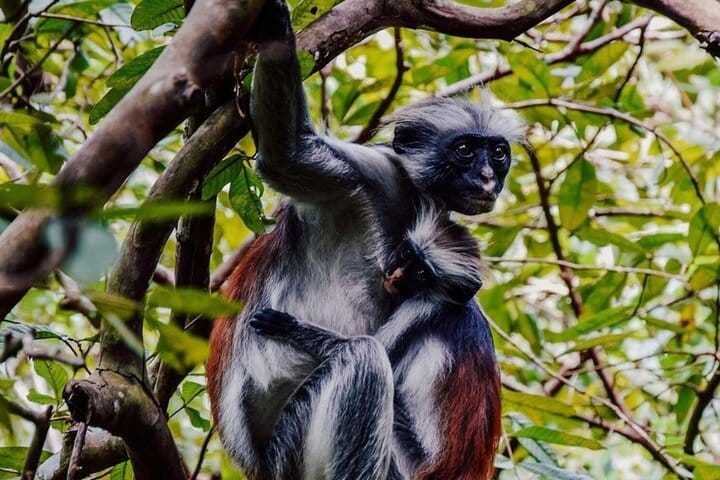 Zanzibar Jozani Forest Reserve Guided Half-Day Tour