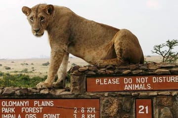 Nairobi National Park and Bomas of Kenya Full-Day Tour
