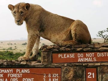 Nairobi National Park and Bomas of Kenya Full-Day Tour