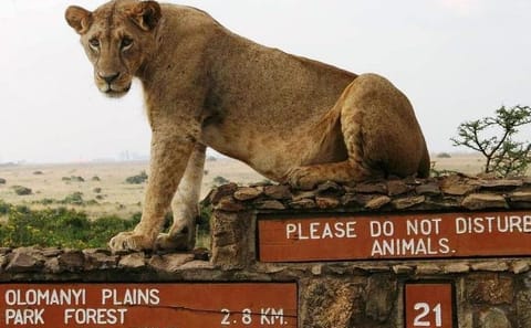 Nairobi National Park and Bomas of Kenya Full-Day Tour
