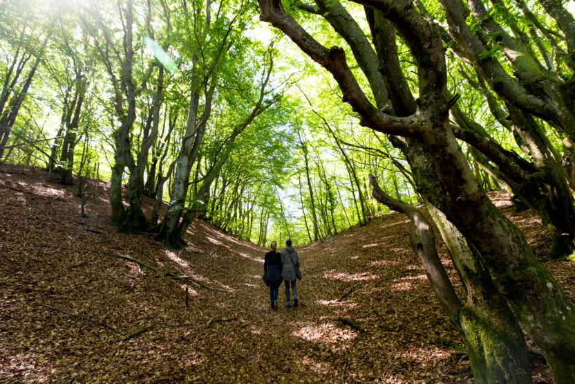 Denmark Nature — Custom Route (Private Experience) 4