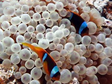 Snorkeling Tour at Tiran Island from Sharm El Sheikh