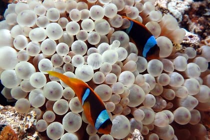 Tiran Island Snorkeling Tour with Transfers and Lunch Included