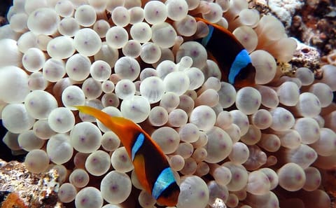 Snorkeling Tour at Tiran Island from Sharm El Sheikh