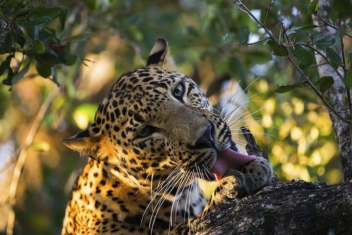 From Bentota: Yala National Park Safari 4